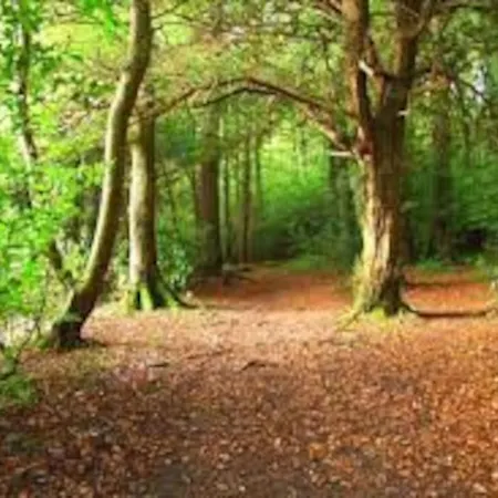 Hazelwood * Sligo