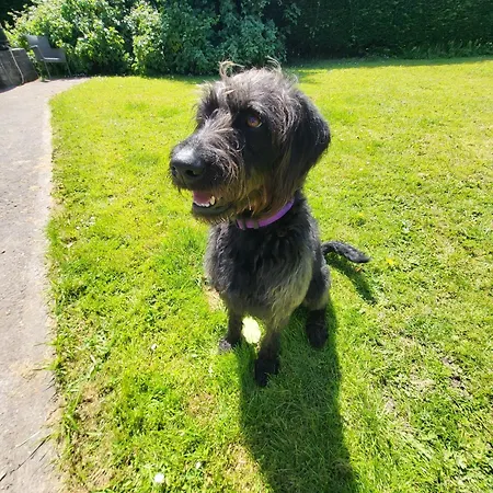 Hazelwood * Σλίγκο